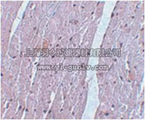 merck millipore,默克密理博,ABE608,Anti-APC10 Antibody