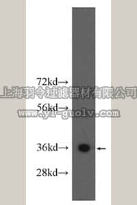 merck millipore,默克密理博,ABE609,Anti-MNAT1 Antibody