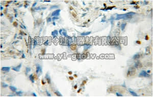merck millipore,默克密理博,ABE610,Anti-SAMHD Antibody
