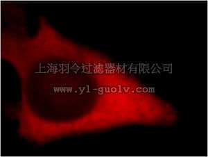 merck millipore,默克密理博,ABE611,Anti-RRM1 Antibody