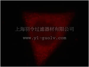 merck millipore,默克密理博,ABE612,Anti-RRM1 Antibody