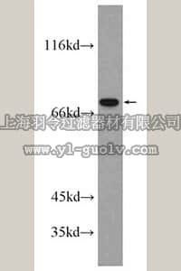 merck millipore,默克密理博,ABE617,Anti-TOP1 Antibody