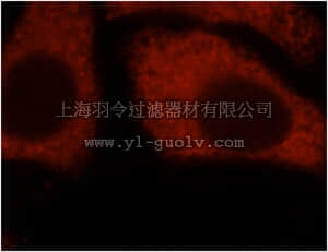 merck millipore,默克密理博,ABE620,Anti-EIF4A2 Antibody