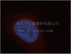 merck millipore,默克密理博,ABE622,Anti-ADAR Antibody