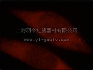 merck millipore,默克密理博,ABE623,Anti-TARBP2 Antibody