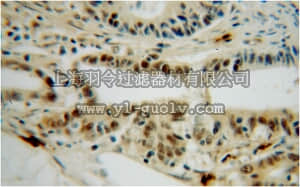 merck millipore,默克密理博,ABE625,Anti-PPIL1 Antibody
