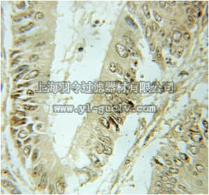 merck millipore,默克密理博,ABE626,Anti-SF3B2 Antibody
