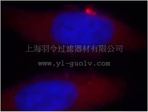 merck millipore,默克密理博,ABE627,Anti-TARS Antibody