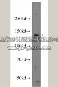 merck millipore,默克密理博,ABE628,Anti-POLR2B Antibody