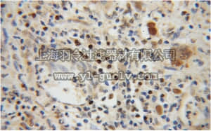 merck millipore,默克密理博,ABE629,Anti-TCF12 Antibody