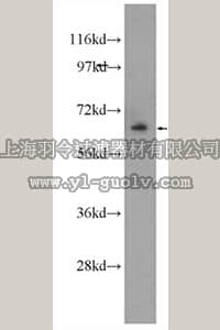 merck millipore,默克密理博,ABE630,Anti-NFE2L1 Antibody