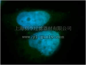 merck millipore,默克密理博,ABE631,Anti-CTCFL Antibody