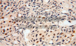 merck millipore,默克密理博,ABE632,Anti-POLR1C Antibody