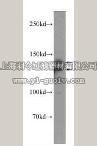 merck millipore,默克密理博,ABE634,Anti-TRERF1 Antibody