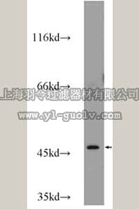 merck millipore,默克密理博,ABE636,Anti-POU3F1 Antibody