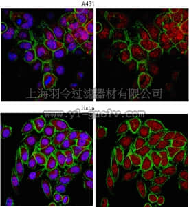 merck millipore,默克密理博,ABE64,Anti-ERR-alpha P2 Antibody