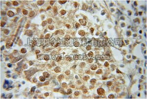 merck millipore,默克密理博,ABE671,Anti-PAX8 Antibody