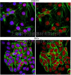 merck millipore,默克密理博,ABE68,Anti-FoxP1 Antibody