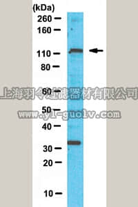 merck millipore,默克密理博,ABE69,Anti-PTIP Antibody