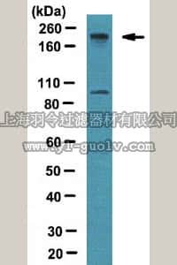 merck millipore,默克密理博,ABE70,Anti-BAF180 Antibody