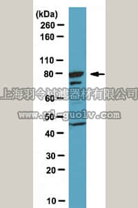 merck millipore,默克密理博,ABE73,Anti-FoxP2 Antibody