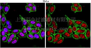 merck millipore,默克密理博,ABE74,Anti-FoxP4 Antibody