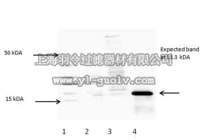 merck millipore,默克密理博,ABE76,Anti-Enterobacterio Phage MS2 Coat Protein Antibody
