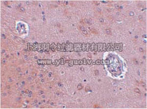 merck millipore,默克密理博,ABE792,Anti-FAM120A Antibody merck millipore,默克密理博,ABE792,Anti-FAM120A Antibody