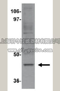 merck millipore,默克密理博,ABE793,Anti-Maelstrom Antibody