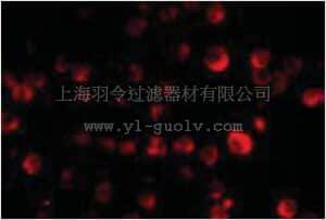 merck millipore,默克密理博,ABE794,Anti-PCBP4 Antibody