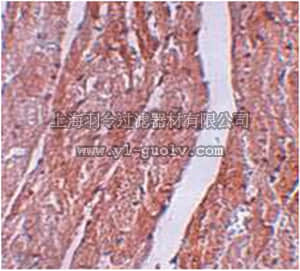 merck millipore,默克密理博,ABE796,Anti-MINA Antibody