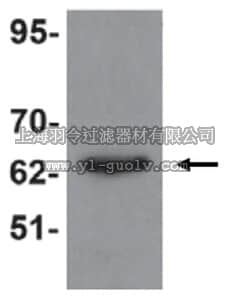 merck millipore,默克密理博,ABE798,Anti-KPNA6 Antibody