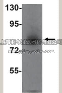 merck millipore,默克密理博,ABE799,Anti-SIK1 Antibody