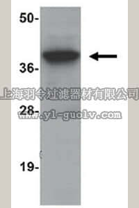 merck millipore,默克密理博,ABE800,Anti-SIRT4 Antibody