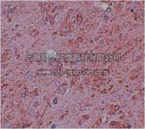 merck millipore,默克密理博,ABE801,Anti-PIAS4 Antibody