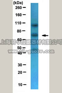 merck millipore,默克密理博,ABE81,Anti-NXF1 Antibody