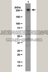 merck millipore,默克密理博,ABE86,Anti-CHD-3 Antibody