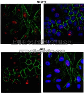 merck millipore,默克密理博,ABE95,Anti-PRDM12 Antibody