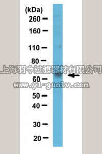 merck millipore,默克密理博,ABE992,Anti-PHF19 Antibody