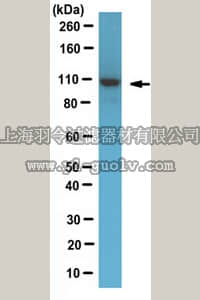 merck millipore,默克密理博,ABE997,Anti-MCM3 Antibody Anitbody