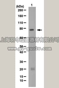 merck millipore,默克密理博,ABE99,Anti-PRDM4 Antibody
