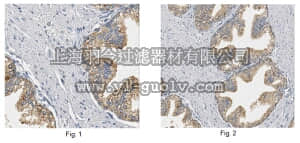 merck millipore,默克密理博,ABF113,Anti-TSLP Antibody
