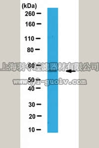 merck millipore,默克密理博,ABF117,Anti-IFIT1/p56 Antibody
