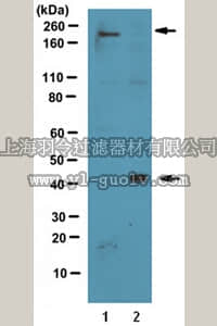 merck millipore,默克密理博,ABF11,Anti-C4d Antibody