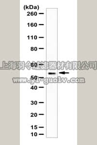 merck millipore,默克密理博,ABF124,Anti-cGAS Antibody