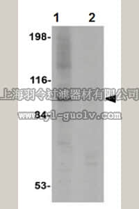merck millipore,默克密理博,ABF198,Anti-NALP3 Antibody