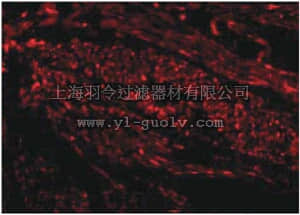 merck millipore,默克密理博,ABF199,Anti-TIM-1 Antibody