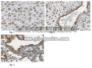 merck millipore,默克密理博,ABF200,Anti-Bst2 Antibody