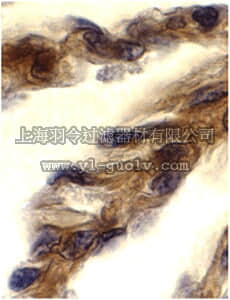 merck millipore,默克密理博,ABF201,Anti-TRIF Antibody