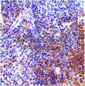 merck millipore,默克密理博,ABF202,Anti-IRF7 Antibody